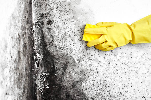 Best Bathroom Mold Remediation in Narrows, VA