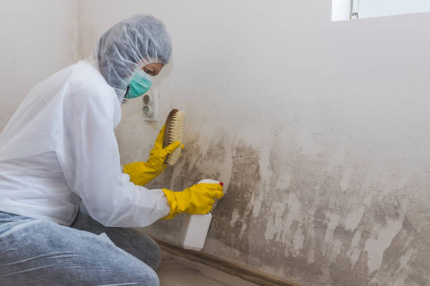 Professional Mold Remediation in Narrows, VA
