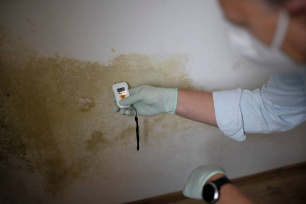 Best Residential Mold Remediation in Narrows, VA