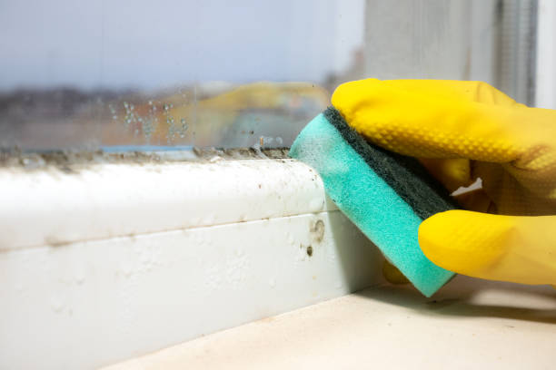 Professional Mold Remediation in Narrows, VA