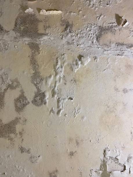 Best Attic Mold Remediation in Narrows, VA