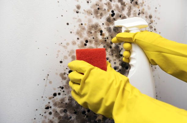 Best Crawl Space Mold Remediation in Narrows, VA