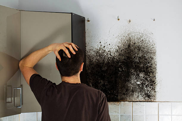 Best Mold Remediation for Specific Building Types in Narrows, VA