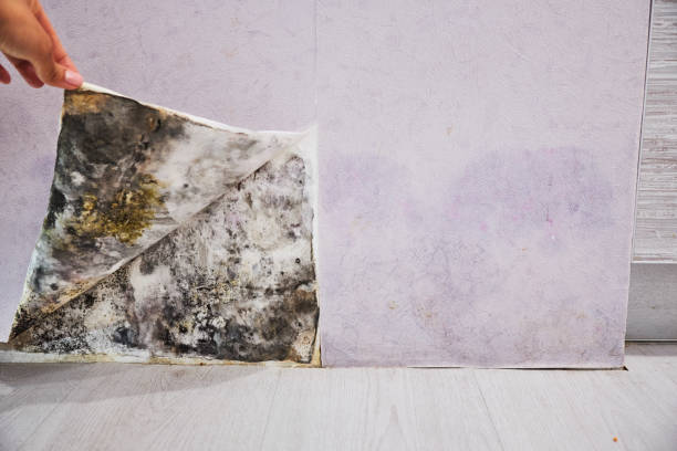 Best Insurance-Related Mold Remediation in Narrows, VA